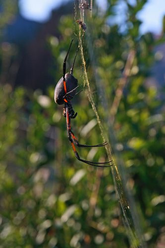 animaux 3794 2photoweb