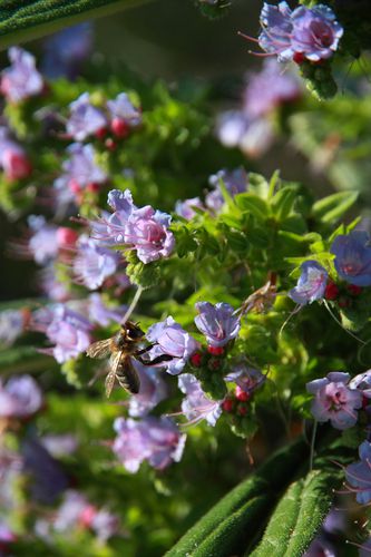 23- dans les jardins de chausey