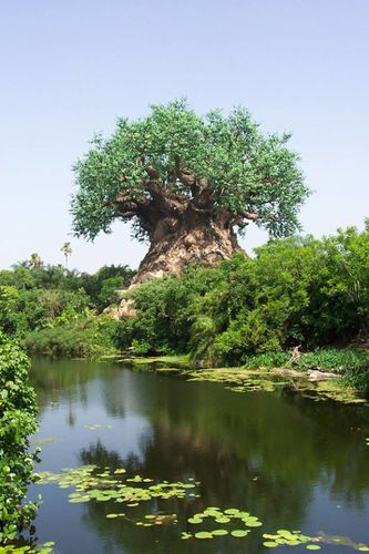 arbre-1.jpg