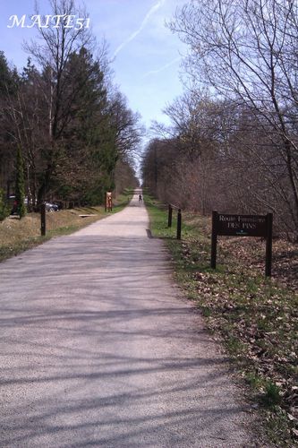 Allee-des-Pins-faux-de-verzy-14-04-2013.jpg