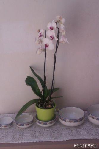 Orchidée 17 05 2012