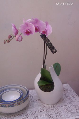 Orchidée de mamie 27 05 2012