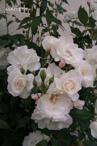 Roses-blanches--09-06-2012.jpg