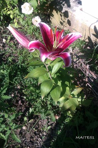 Lys-Tatajelle-fleuri-25-07-2012.jpg