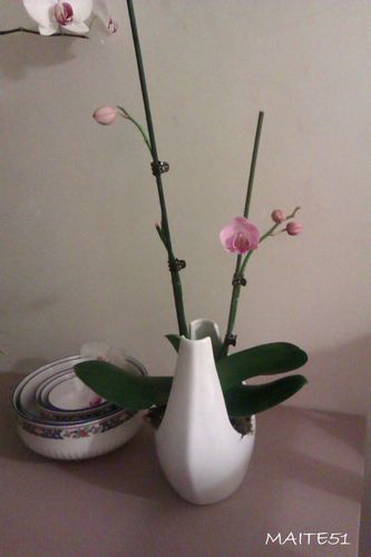 Orchidee-mamie-2eme-floraison-Janvier-2013.jpg
