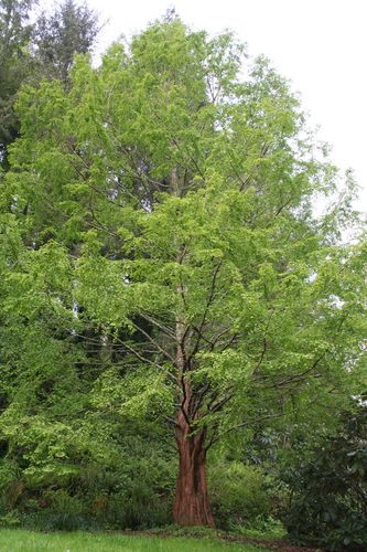 Metasequoia glyptostroboides, Brest (29) Conservatoire bota