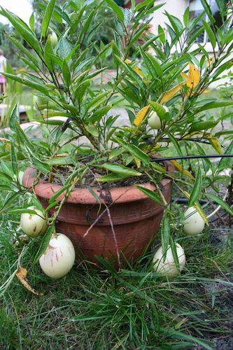 Solanum muricatum, pépino 22537 redimensionner