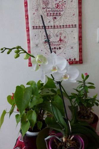 1ere-orchidee.JPG