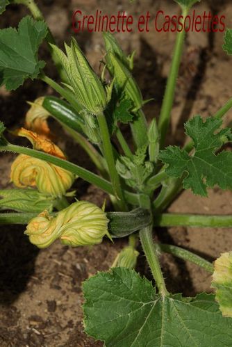 Courgettes-fleurs-T.jpg