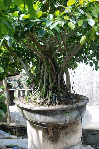 JUILLET2013-0083.JPG