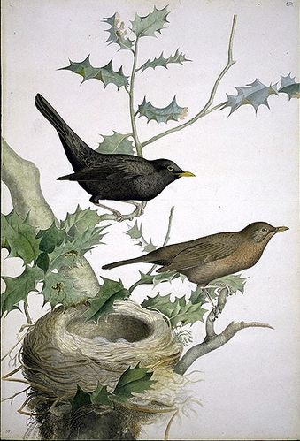 merle_noir_004_-aquarelle-.jpg