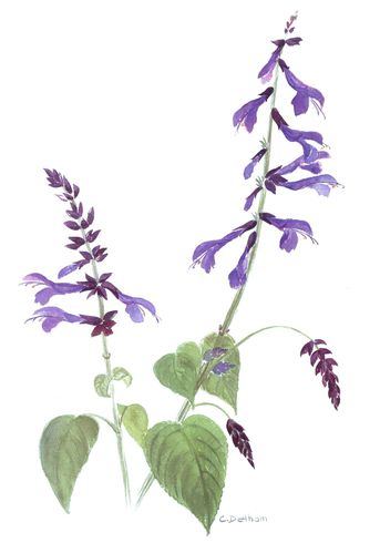 salvia-guaranatica.jpg