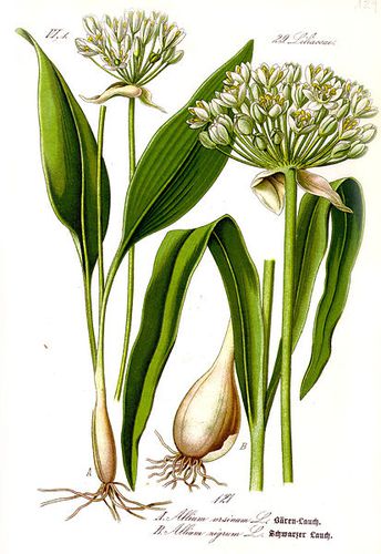 413px-Illustration Allium ursinum1