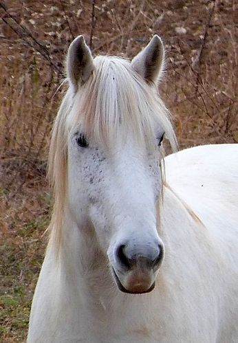 cheval-3r.jpg