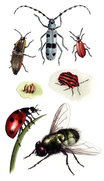 insectes-aquarelle-florence-dellerie
