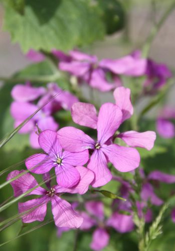 Plantes-5888-Monnaie-du-pape-jpg