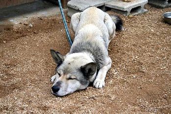 shikoku-gris-noir-chien