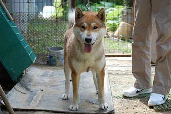 shikoku-ken-red-copie-1.jpg