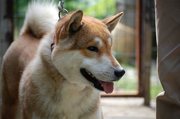 shikoku-ken-rouge-copie-1.jpg