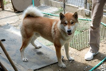 shikoku-ken-roux-copie-1.jpg