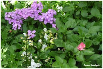 fleurs du jardin 05