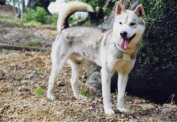 shikoku-grey-white.jpg