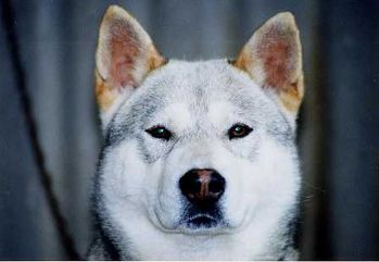 shikoku-gris-blanc.jpg