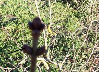 bourgeon-de-lilas-copie-1.jpg