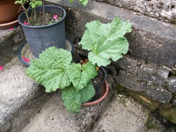 100_3347.jpg