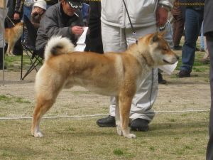 shikoku-inu-rouge-clair