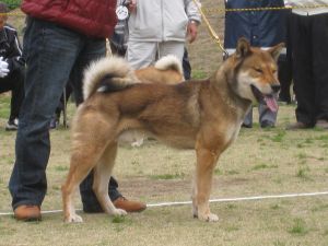 shikoku-inu-sesame-rouge
