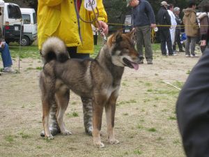 shikoku-ken-gris-sesame-copie-1.jpg