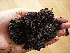 Un compost récolté ne pue pas! il n'est ni trop sec, ni trop humide. Faire le test de la poignée