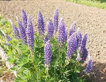 lupin-bleu2.jpg