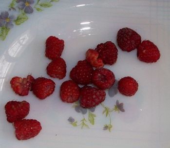 framboise.jpg