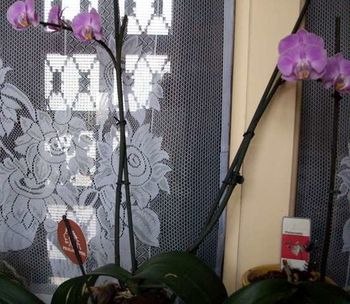 orchidee-mauve01.jpg