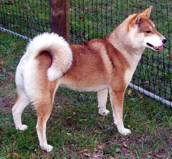 shikoku-inu-red