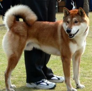 shikoku-chien-roux