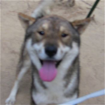 SHIKOKU-KEN 0627