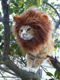 chat lion