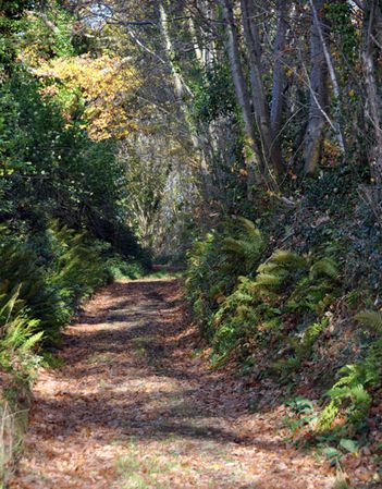 Chemin-LVA-010