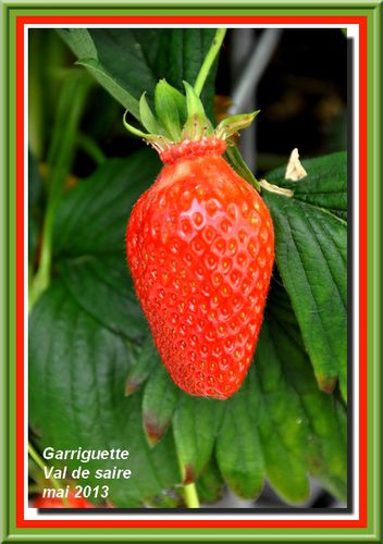 2013-1505-fraises-0283