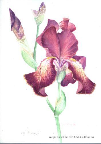 iris-provencal0001.JPG