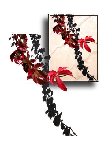 Vigne vierge à l'automne, avec son ombre, dupliquée