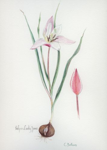 tulipe-lady-jane.jpg