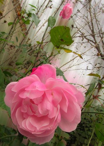 Rose-de-Noel--Saint-Nazaire-de-Pezan-.jpg