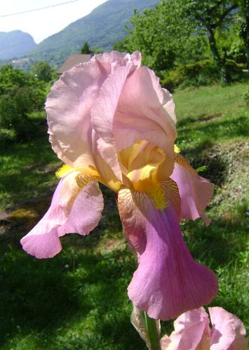iris-rose.jpg