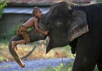 mahout elephant