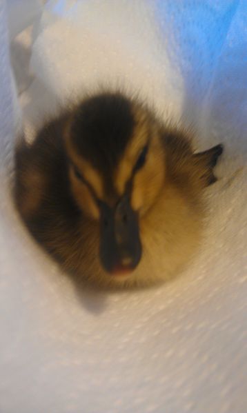 IMAG0119.jpg