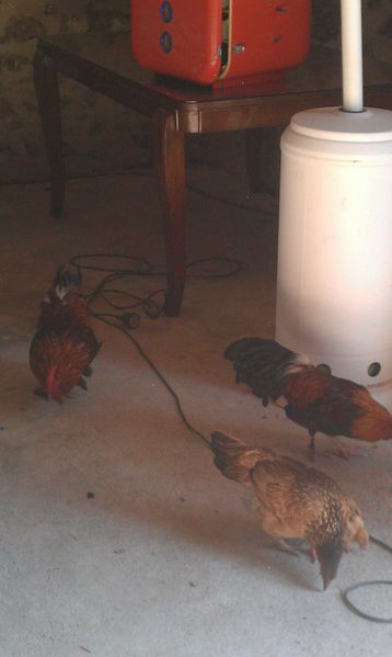 IMAG0939.jpg
